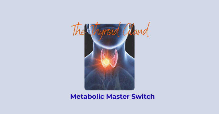 Thyroid Gland Hormones